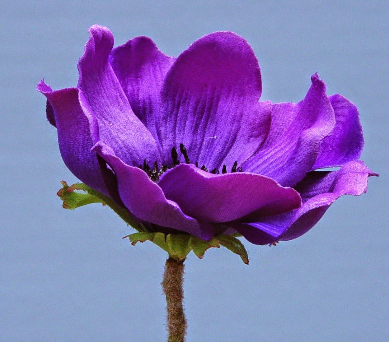 Пион пурпурная лента