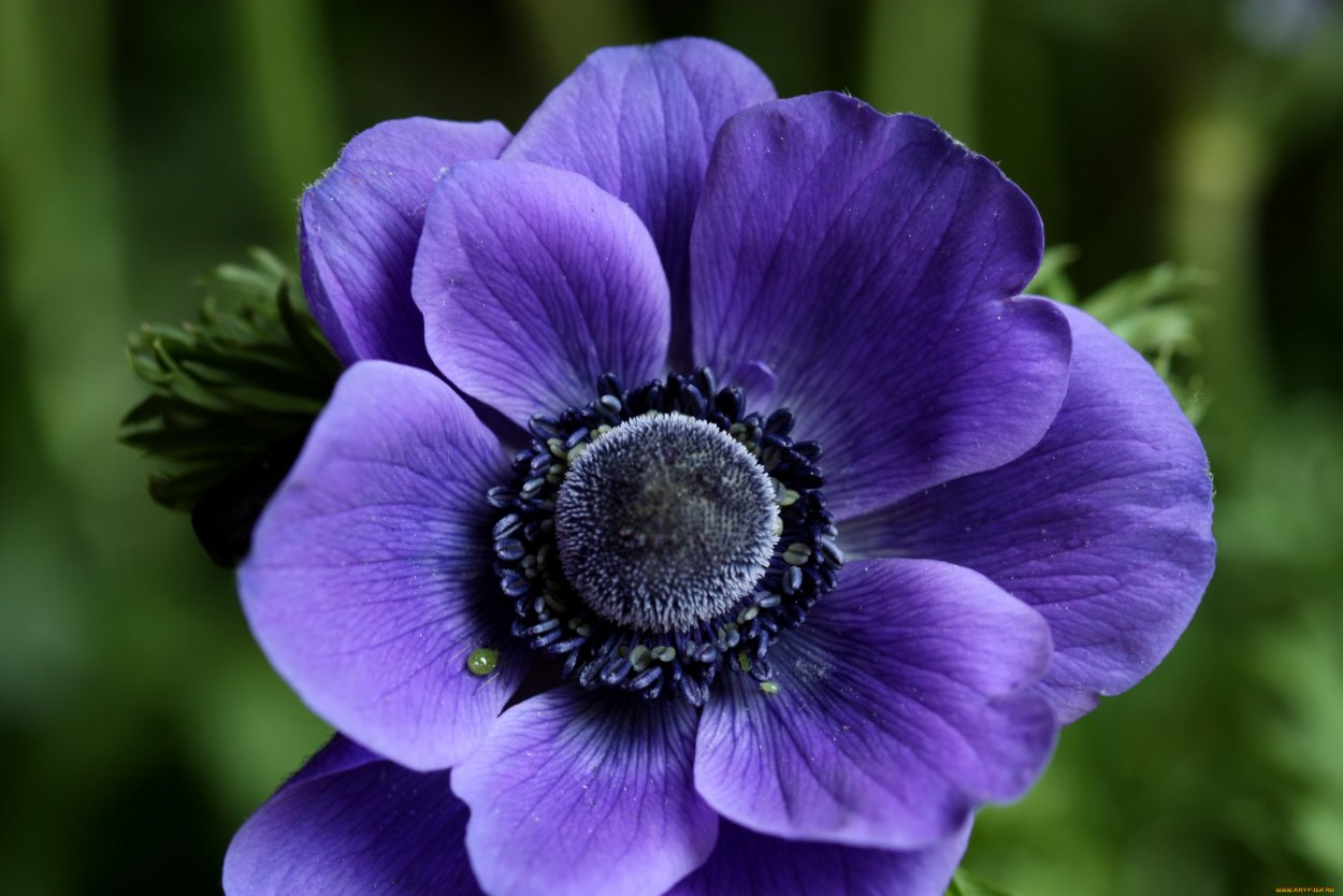 Анемона (Anemone)