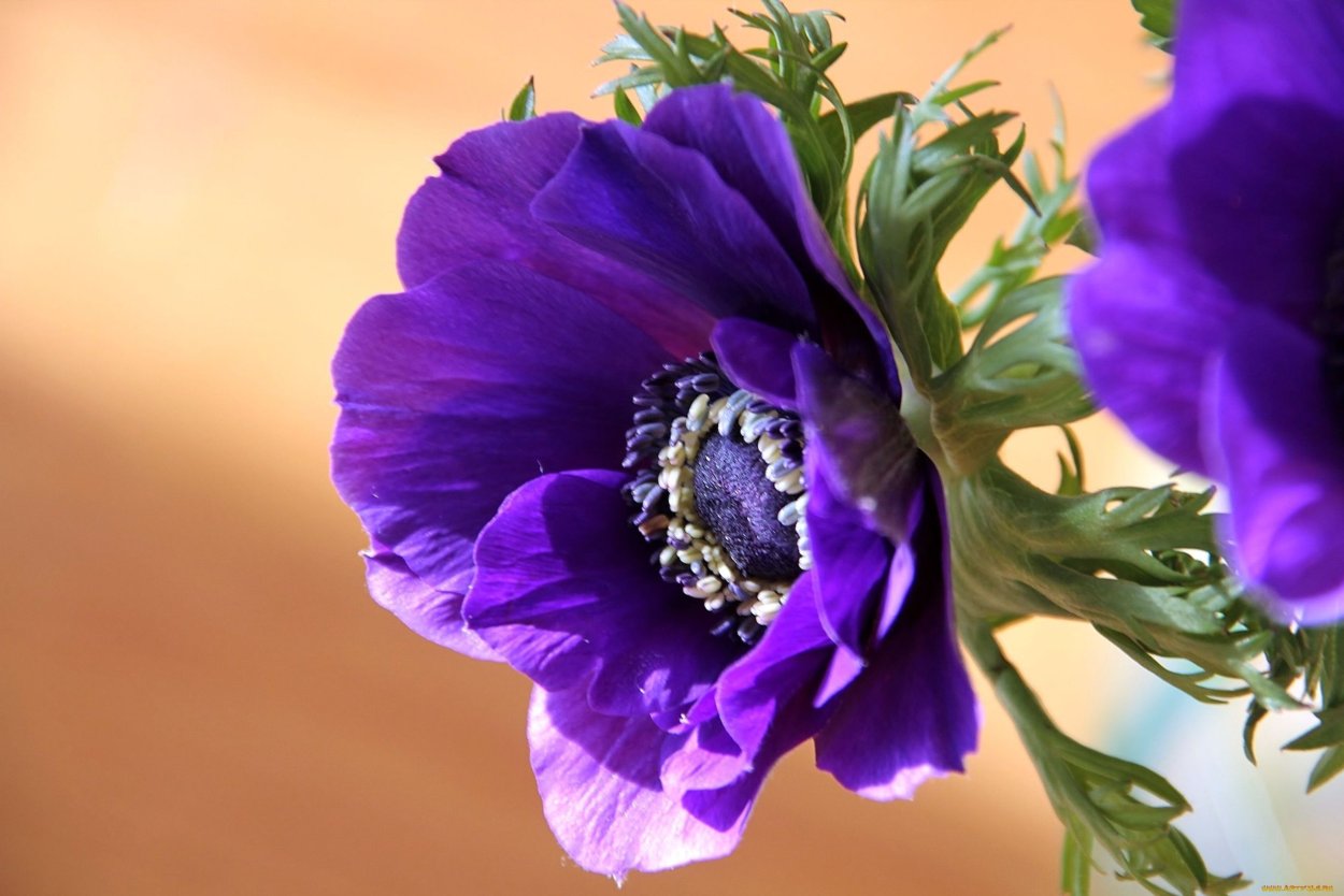 Анемон фиолетовый