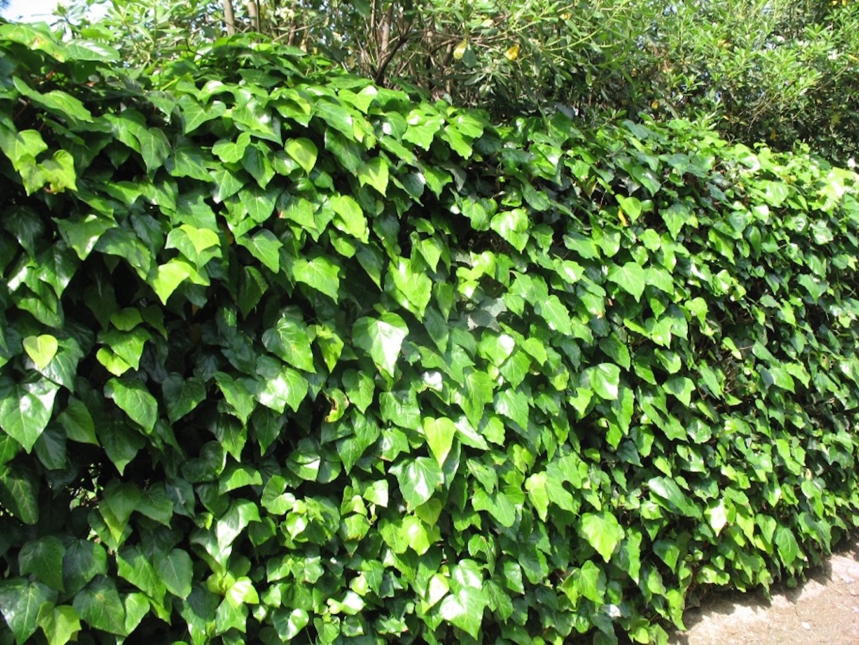 Hedera canariensis