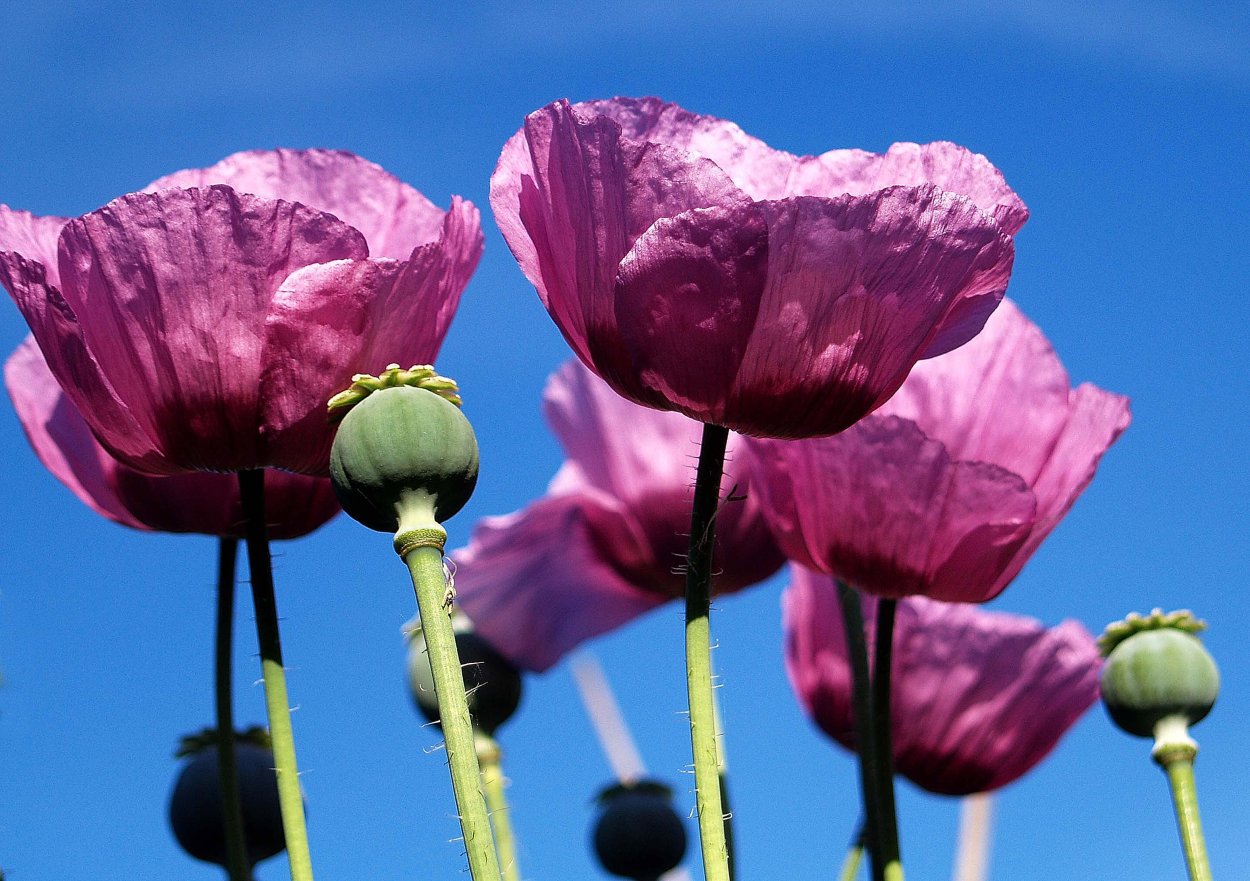 Ветреница пурпурная