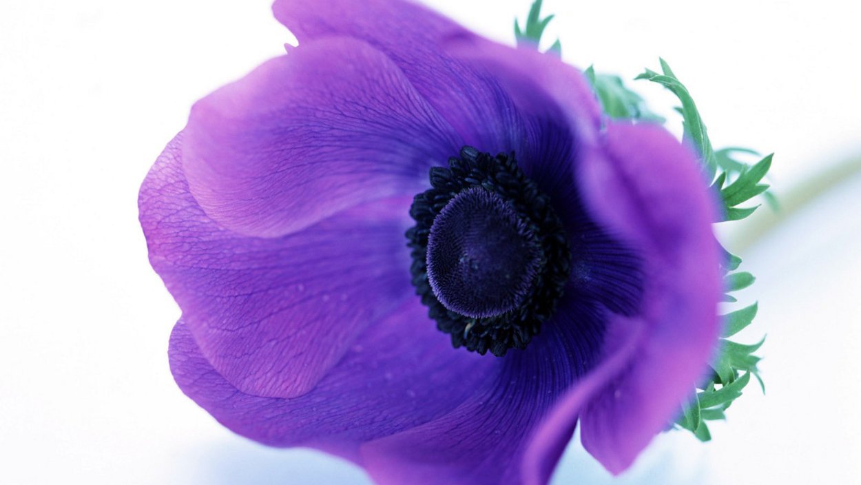 Эпичная сиянием темно фиолетовый с маком