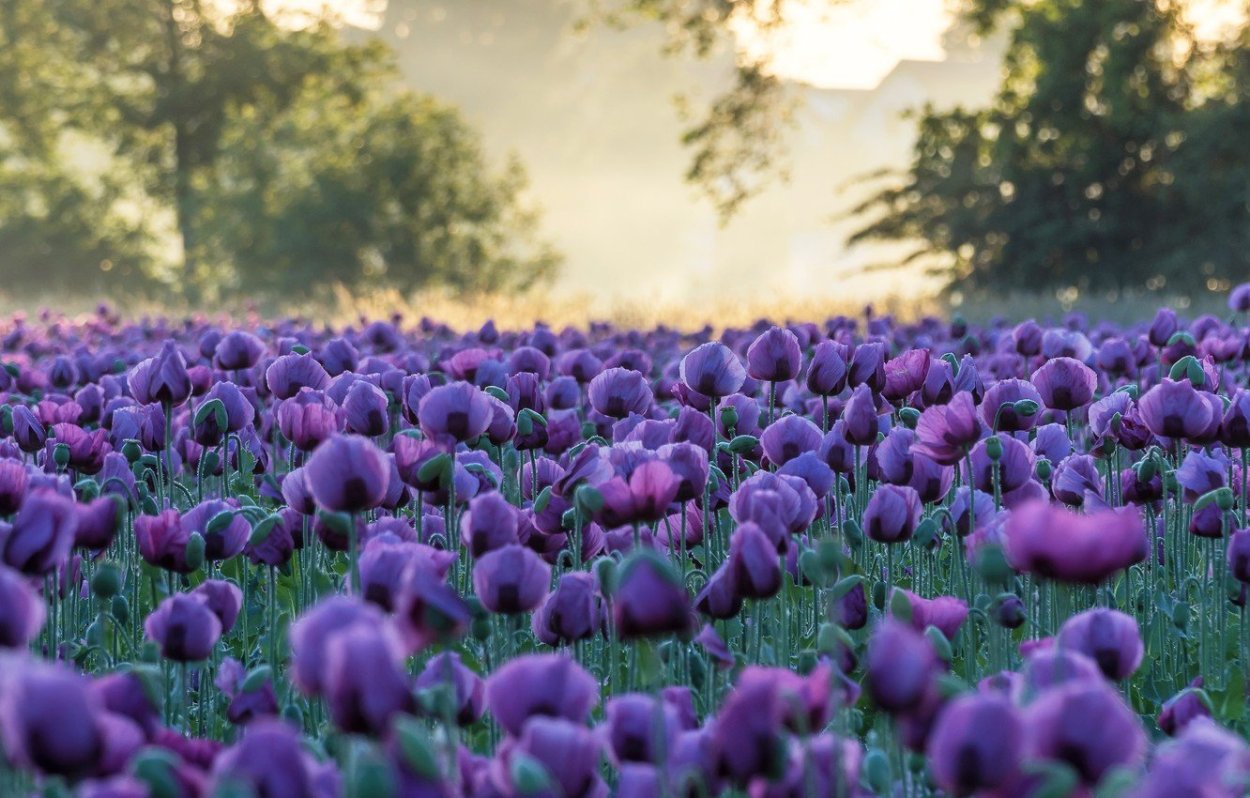 Сиреневый Мак