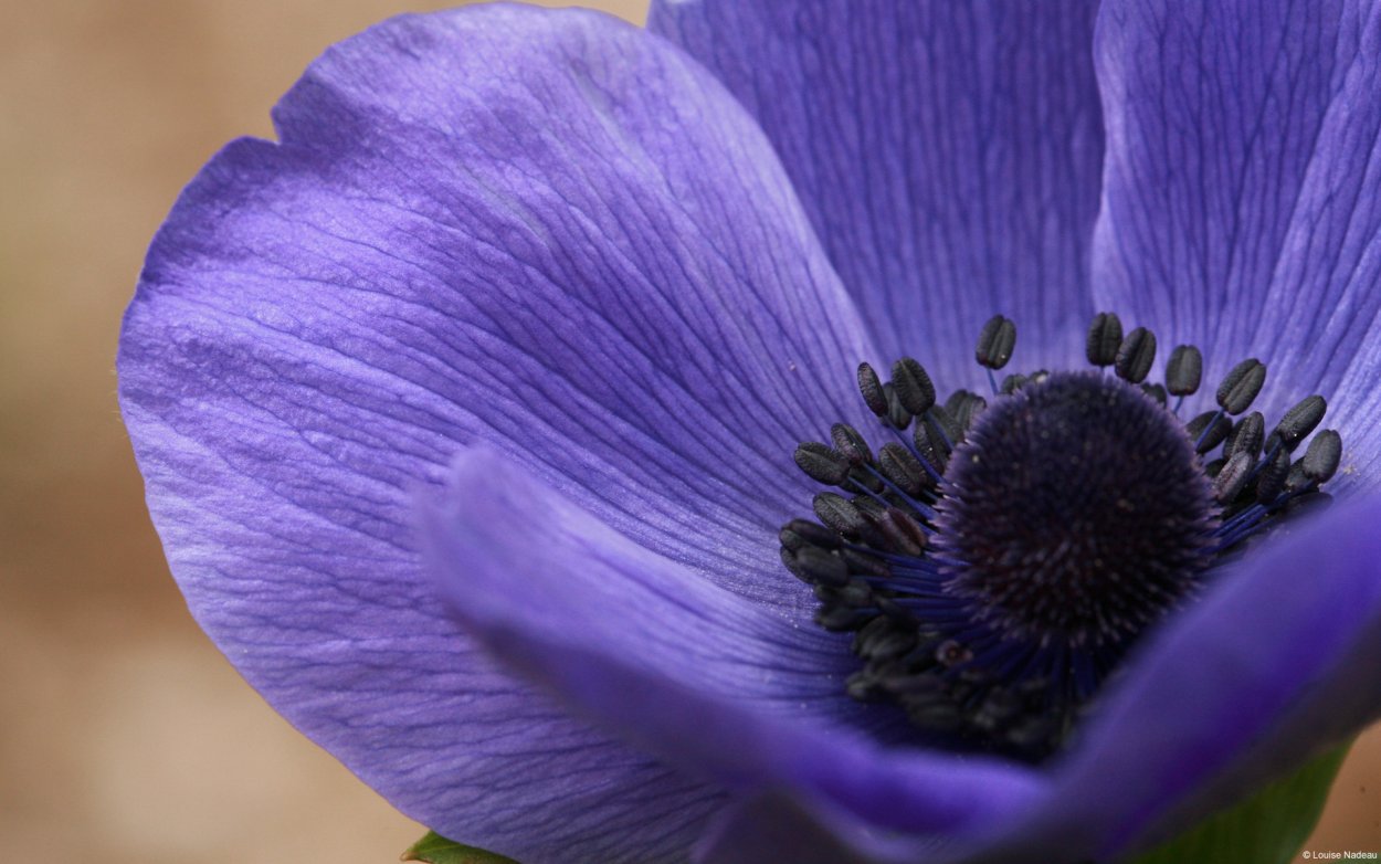 Сиреневый Мак