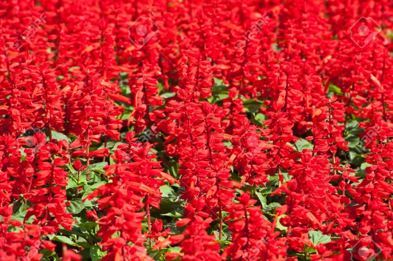 Сальвия красная coccinea