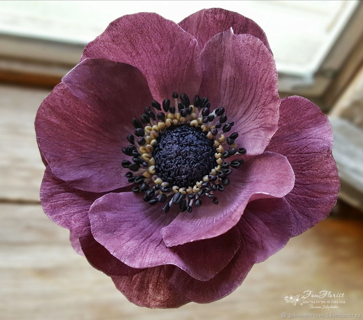 Анемоны бордо