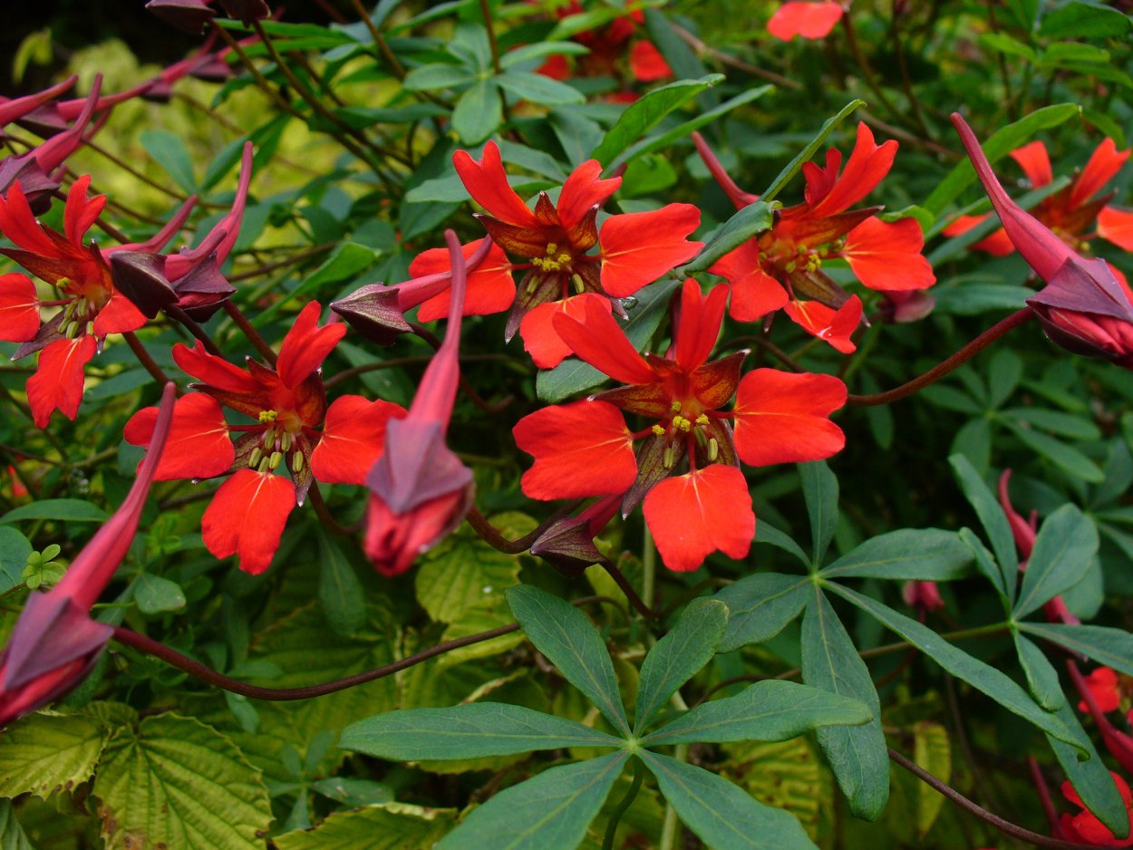 Tropaeolum speciosum