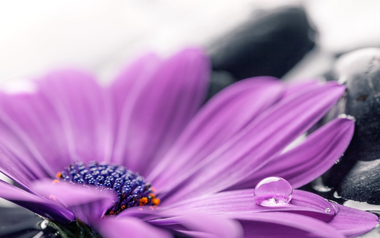 Картина в лиловых тонах