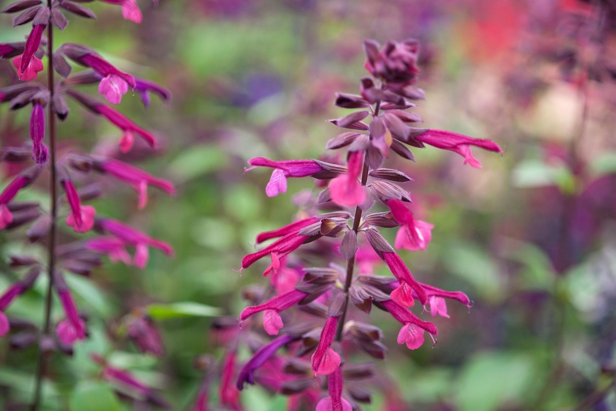 Сальвия стройная (Salvia elegans)