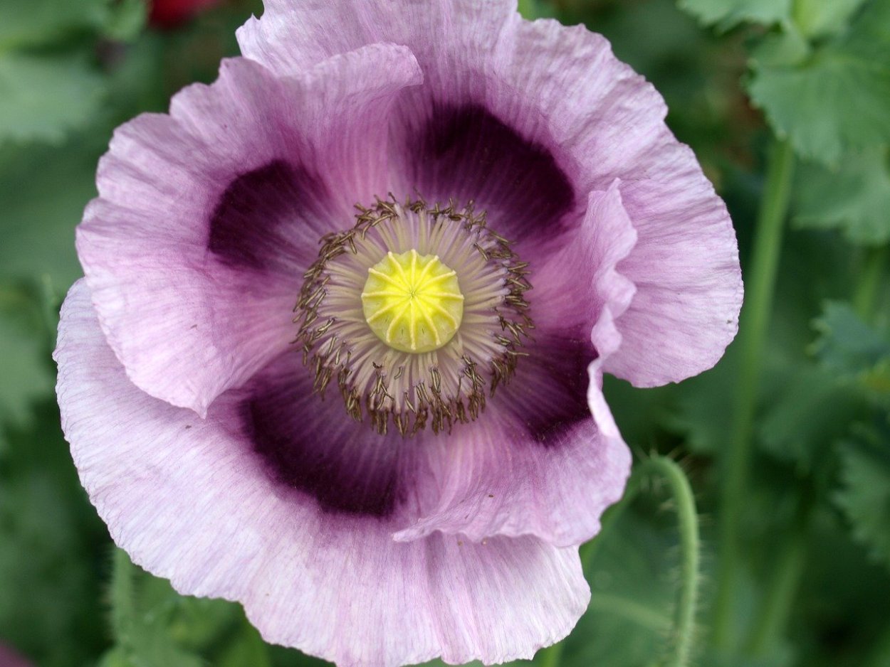 Мак снотворный фиолетовый