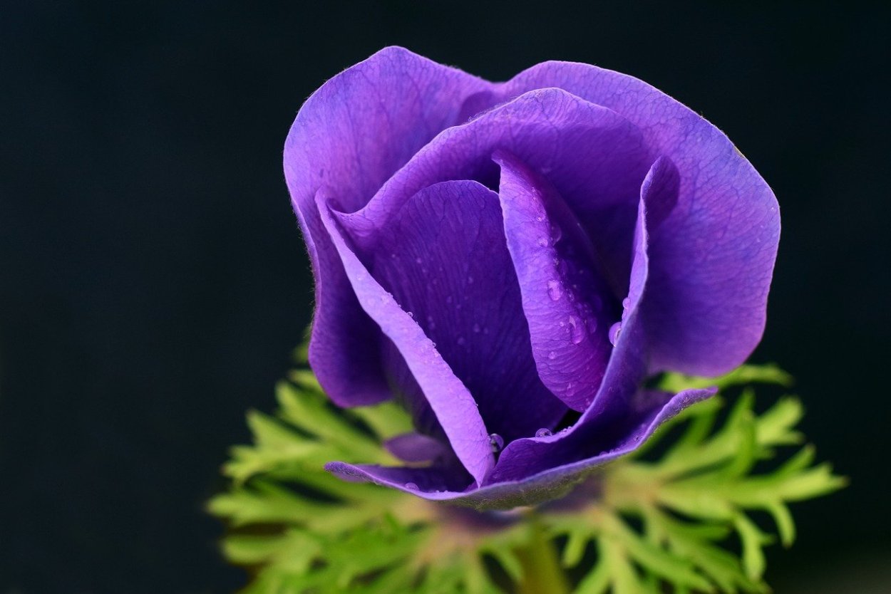 Мак цветок лиловый