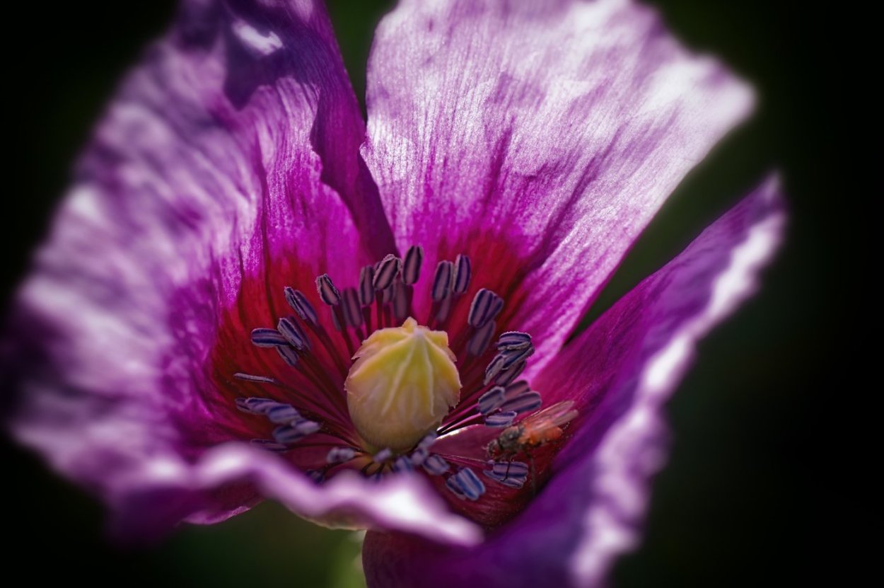 Сиреневый Мак