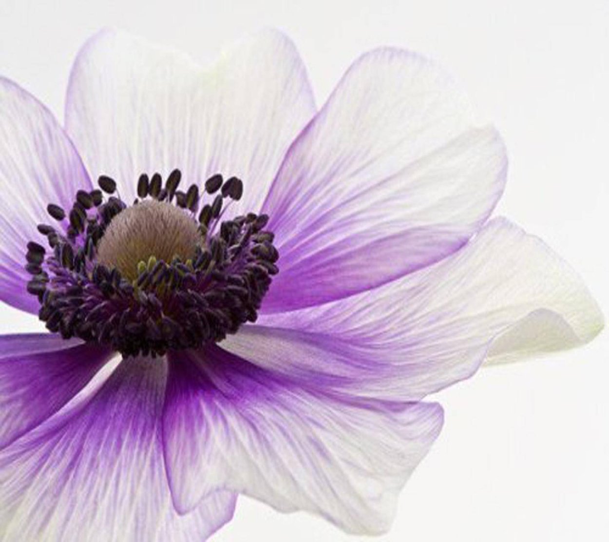 Елена Вавилина картины