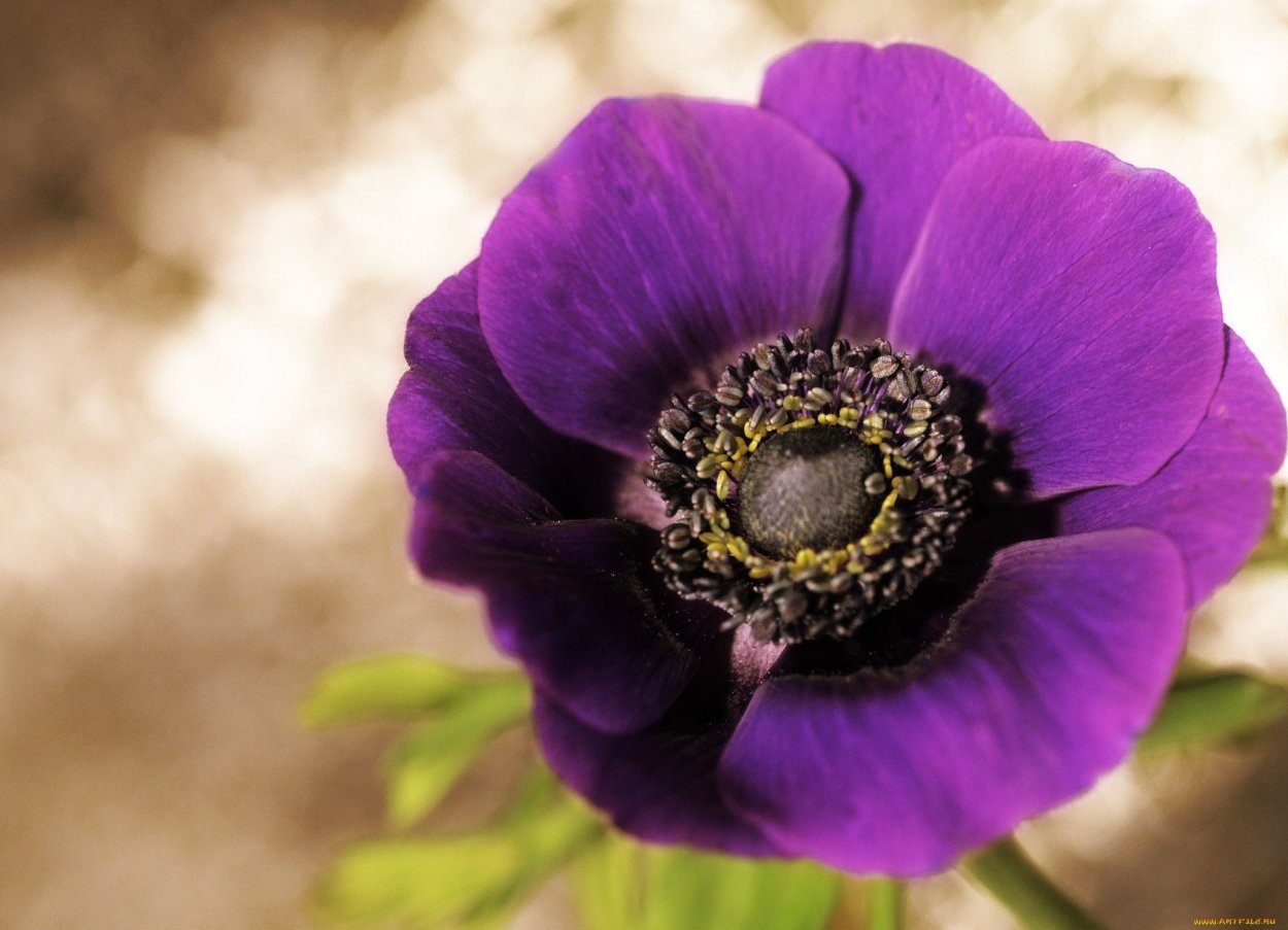 Анемон адонис