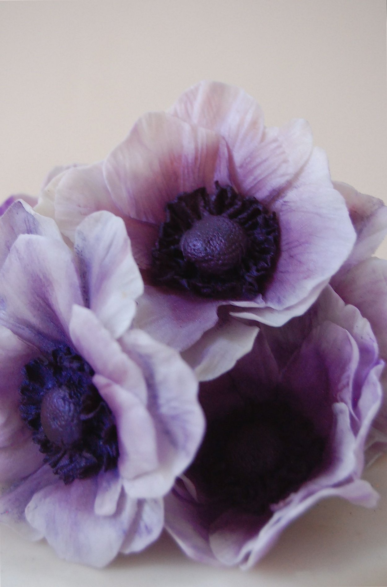 Меконопсис пурпурный