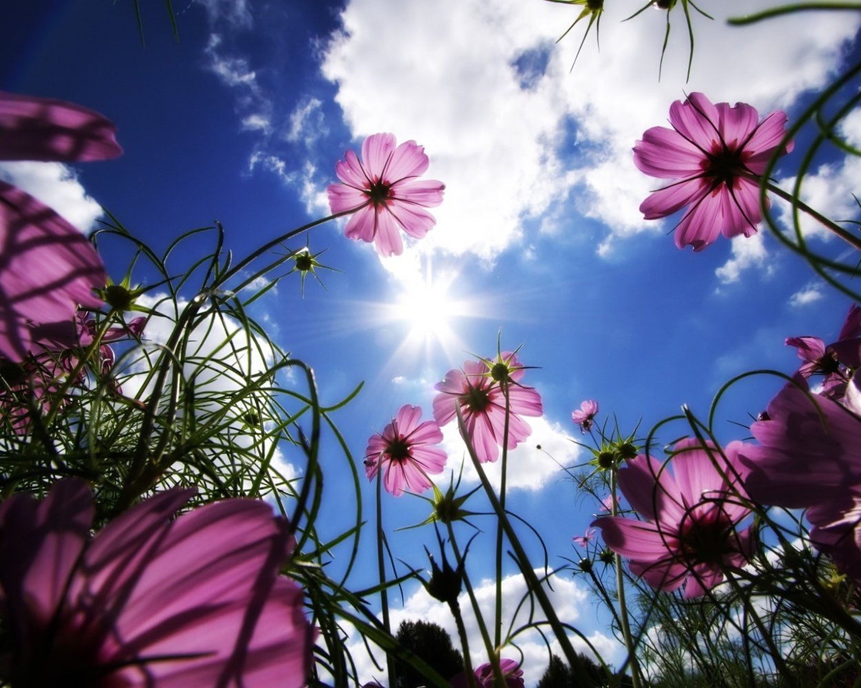 Маковые и Лавандовые поля