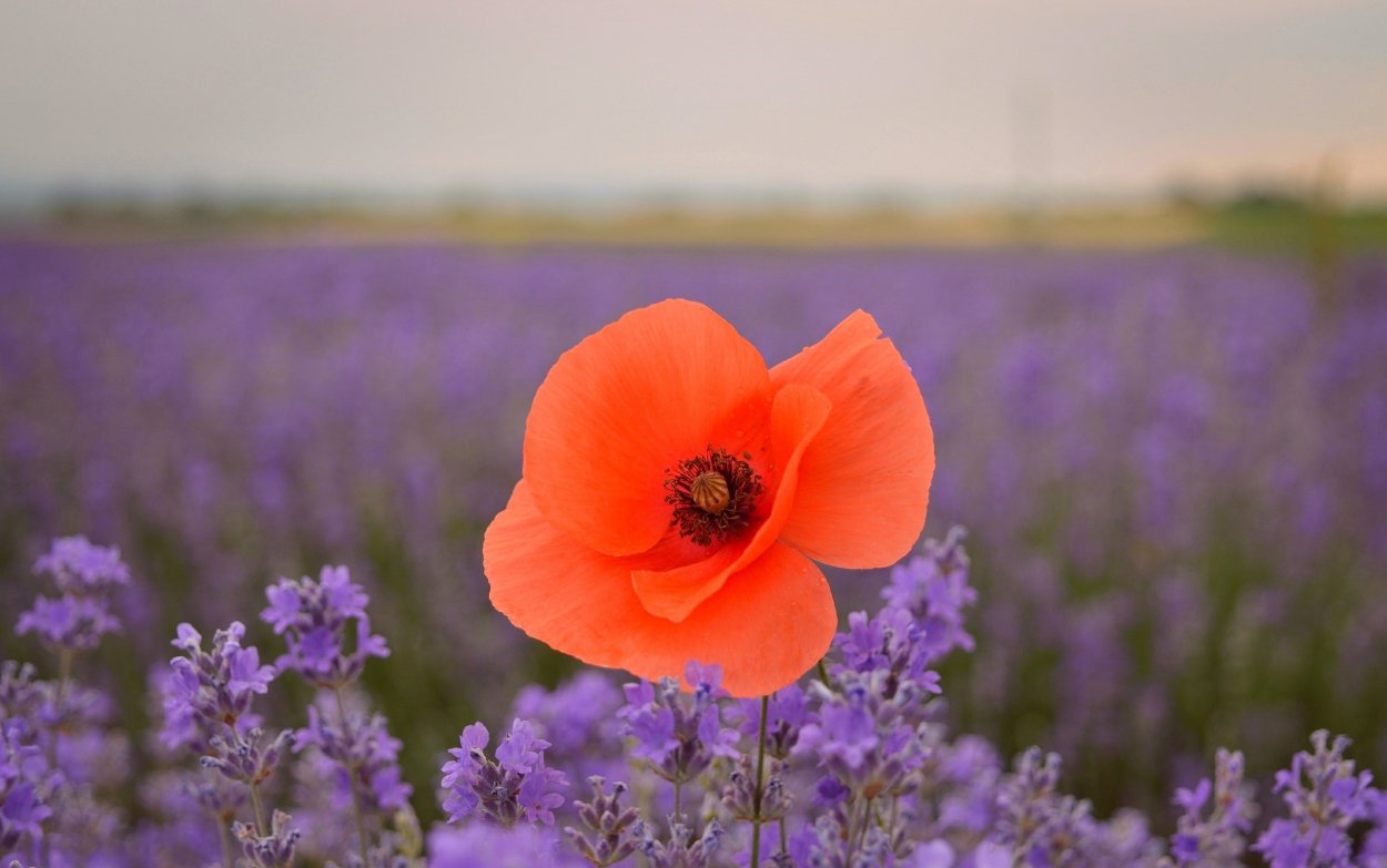 Красивый лавандовый цвет