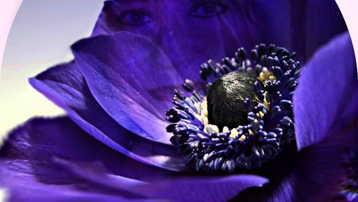 Цветок мака на сиреневом фоне