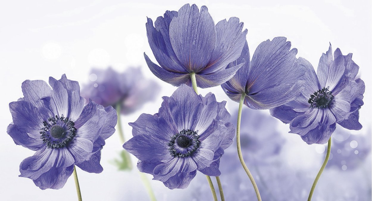 Сиреневые цветочки с желтыми тычинками