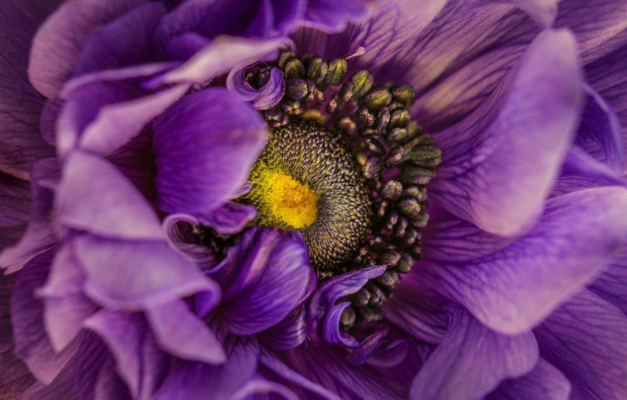 Анемоны микс