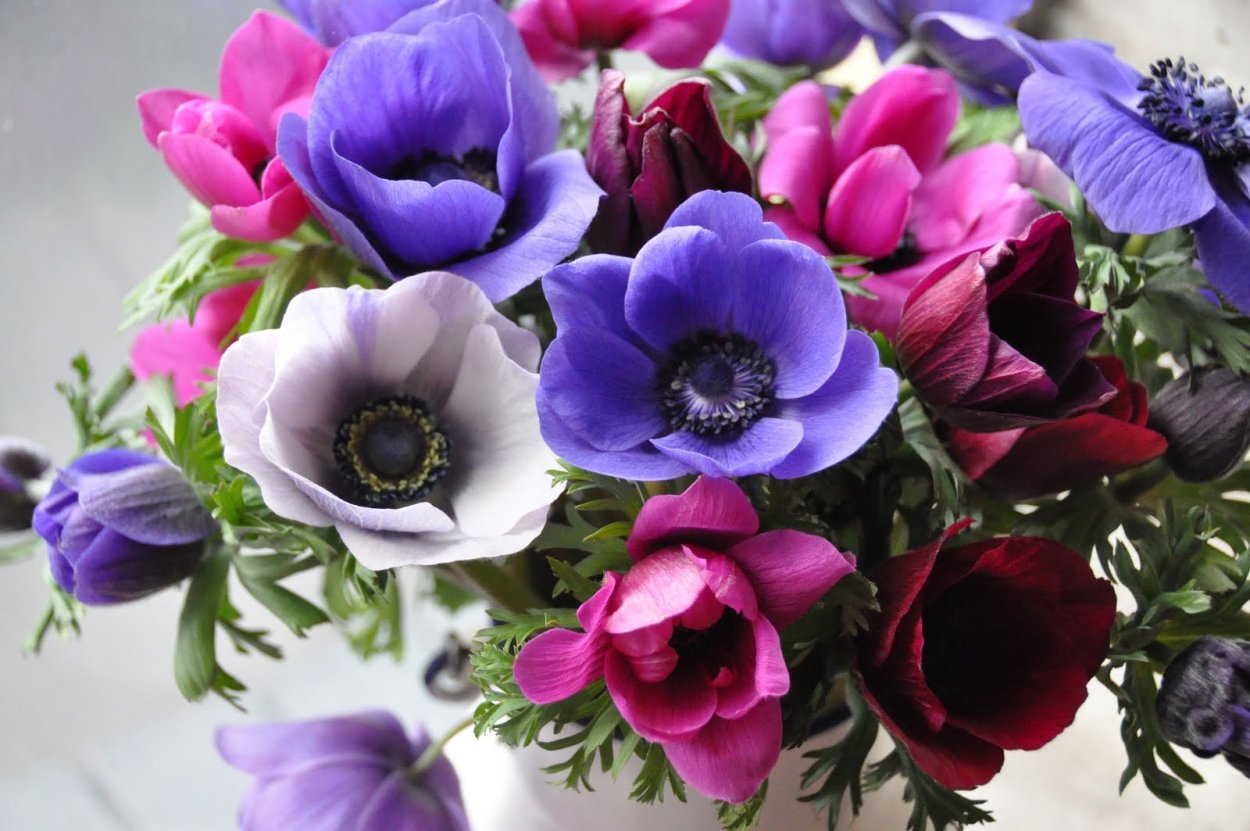 Мак снотворный фиолетовый