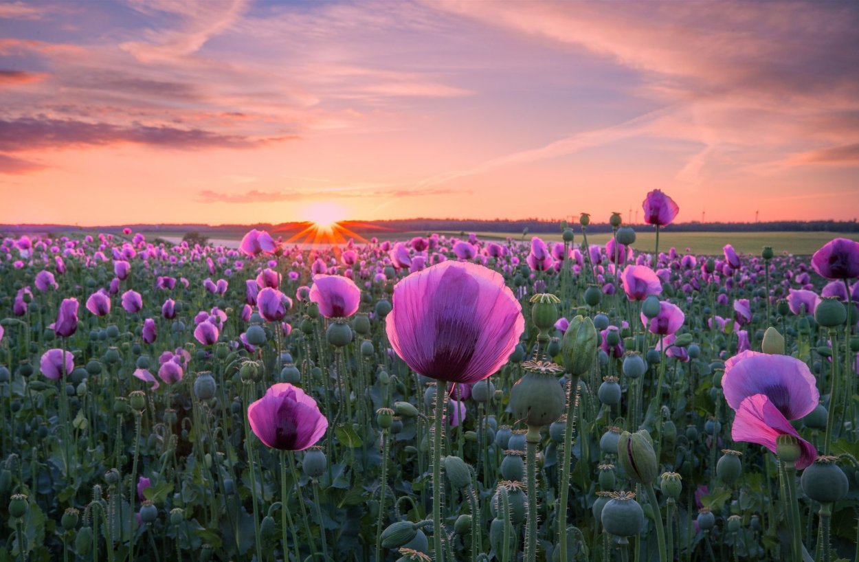 Картина в розово фиолетовых тонах