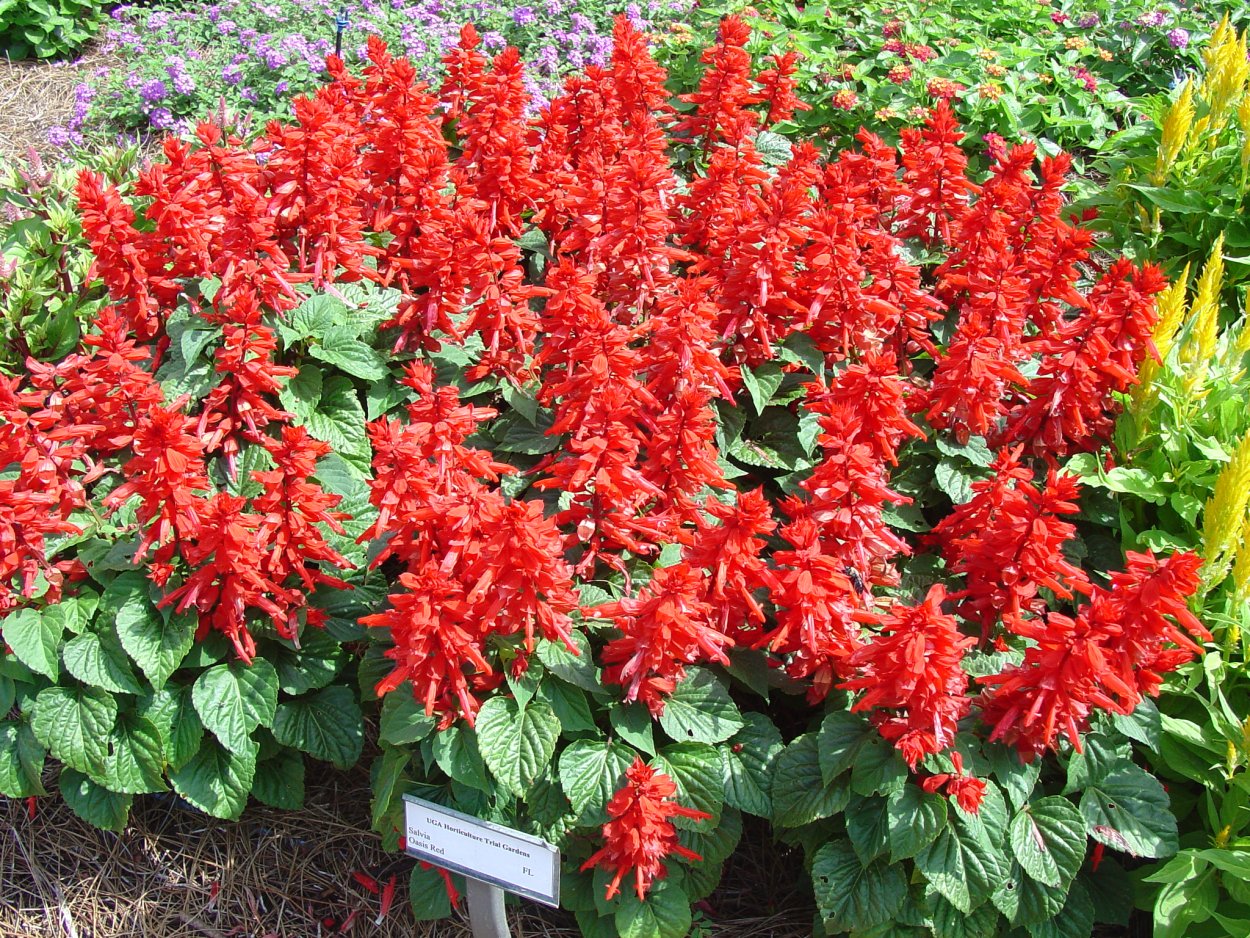 Сальвия красная coccinea