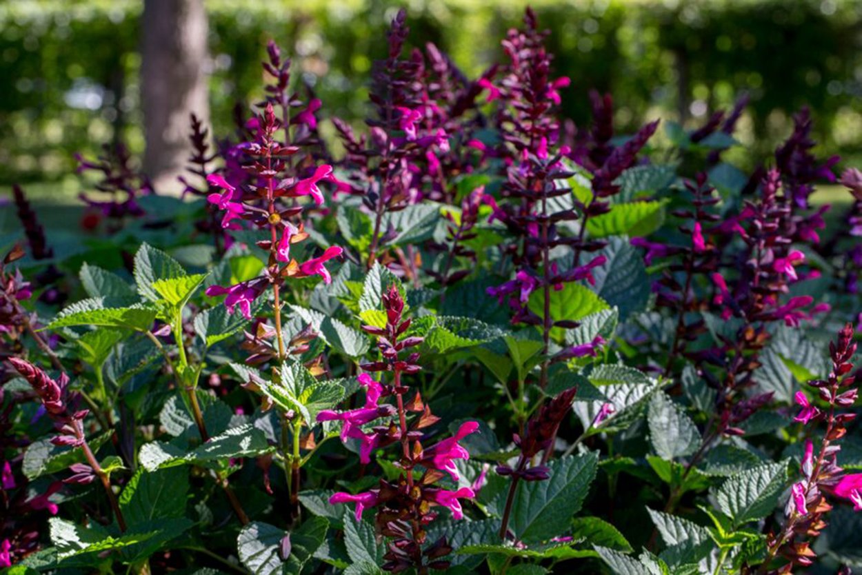 Шалфей Salvia hybrida amante