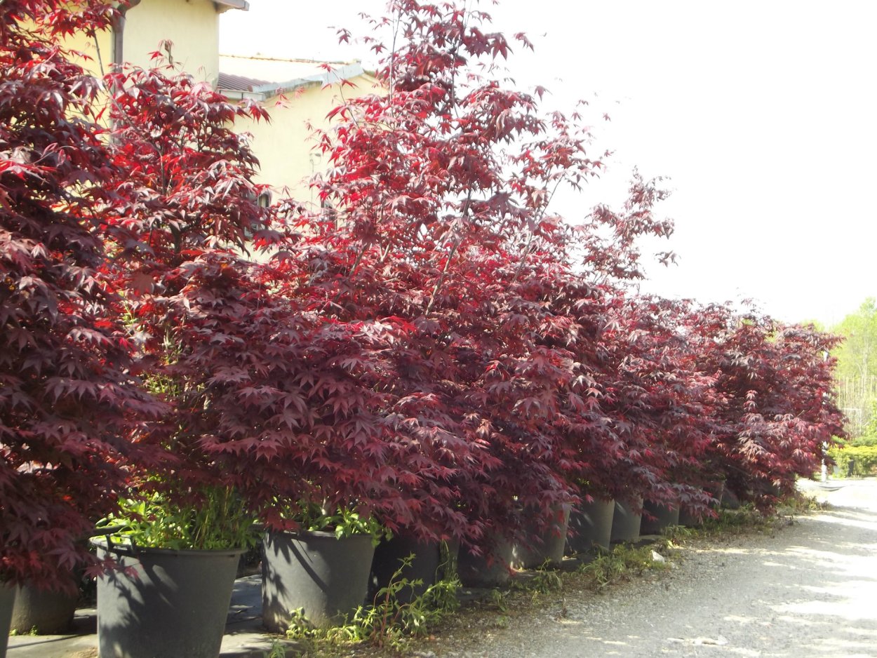 Листья клен Acer rubrum