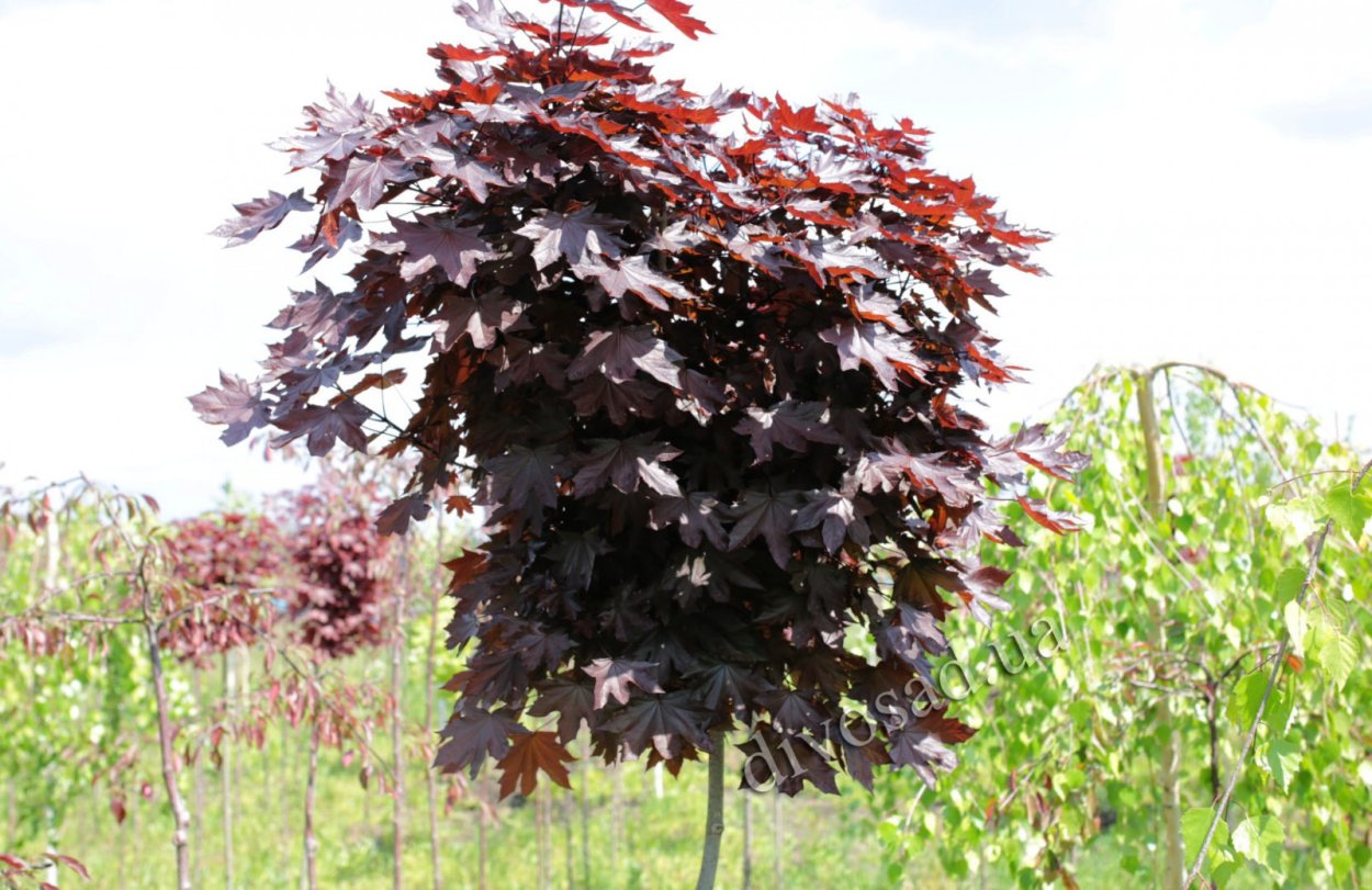 Acer palmatum 'Garnet'
