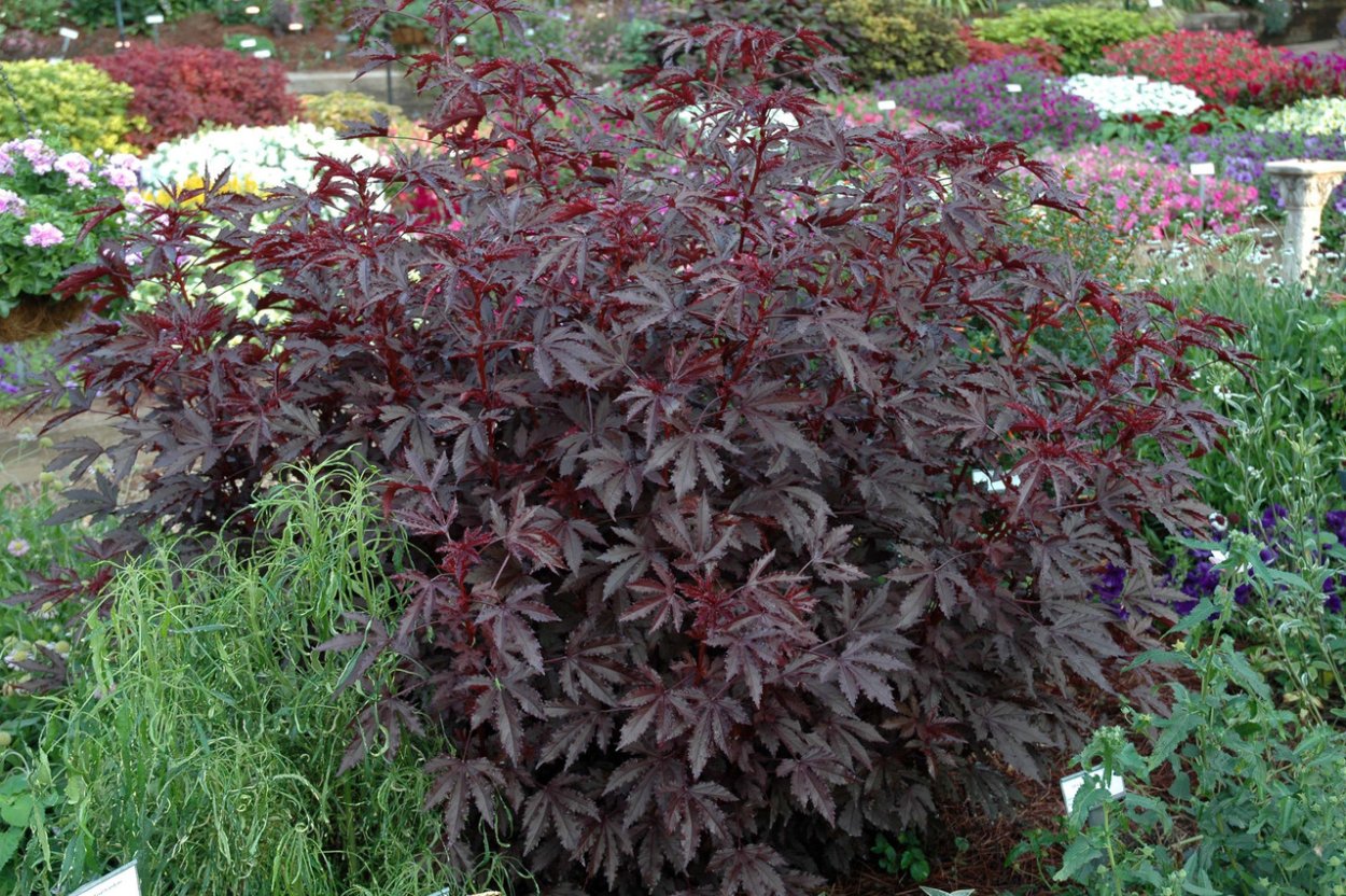 Клен Acer palmatum Bloodgood