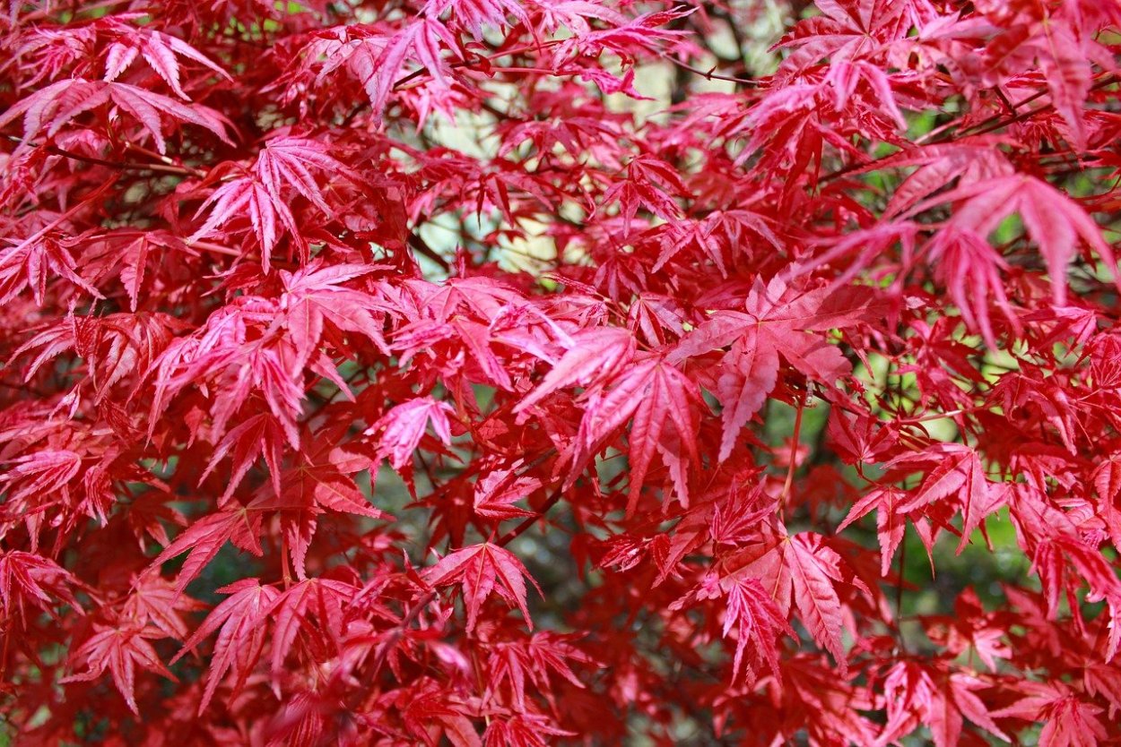 Клен дланевидный кустарник