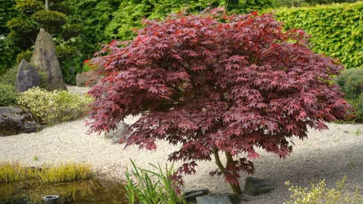 Acer palmatum Bloodgood