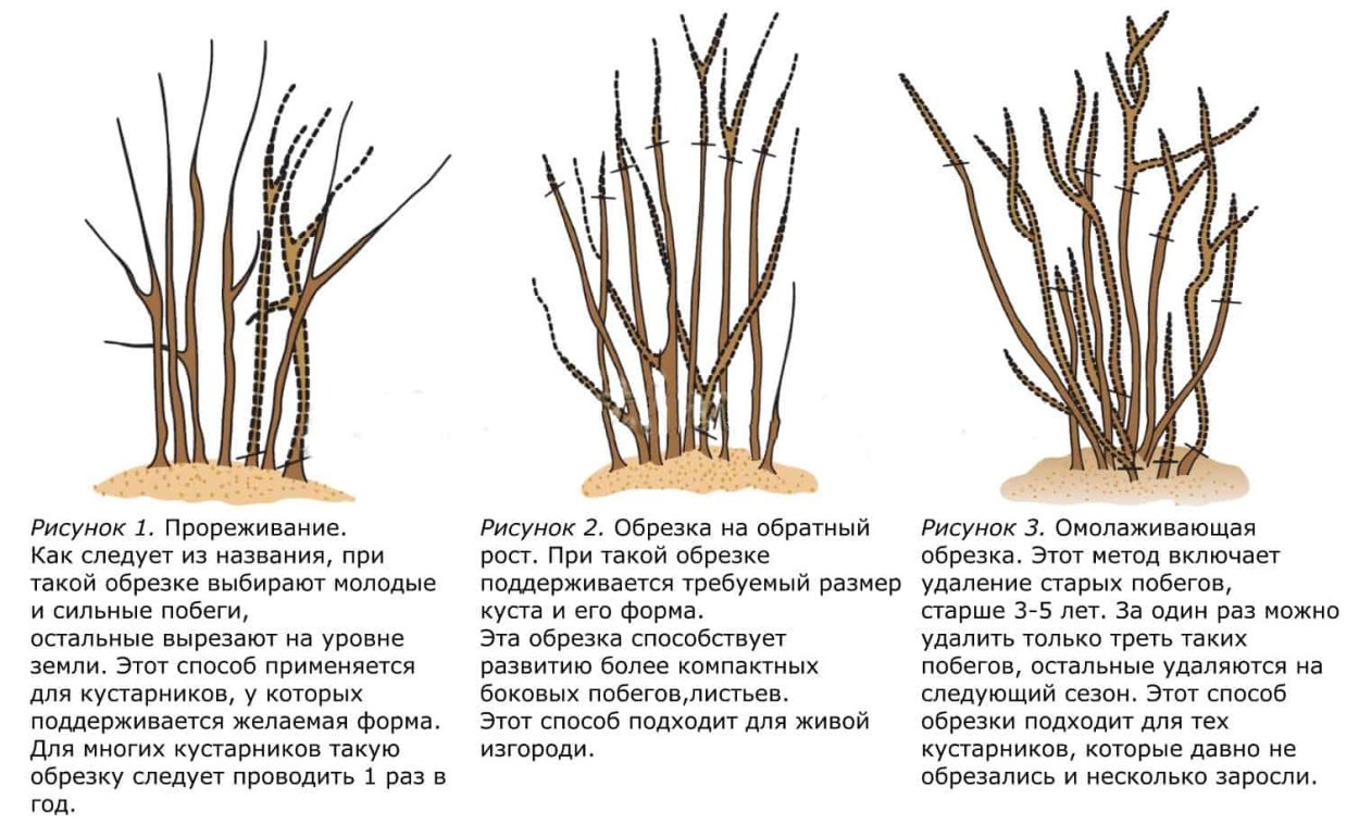 Схема обрезки жимолости весной