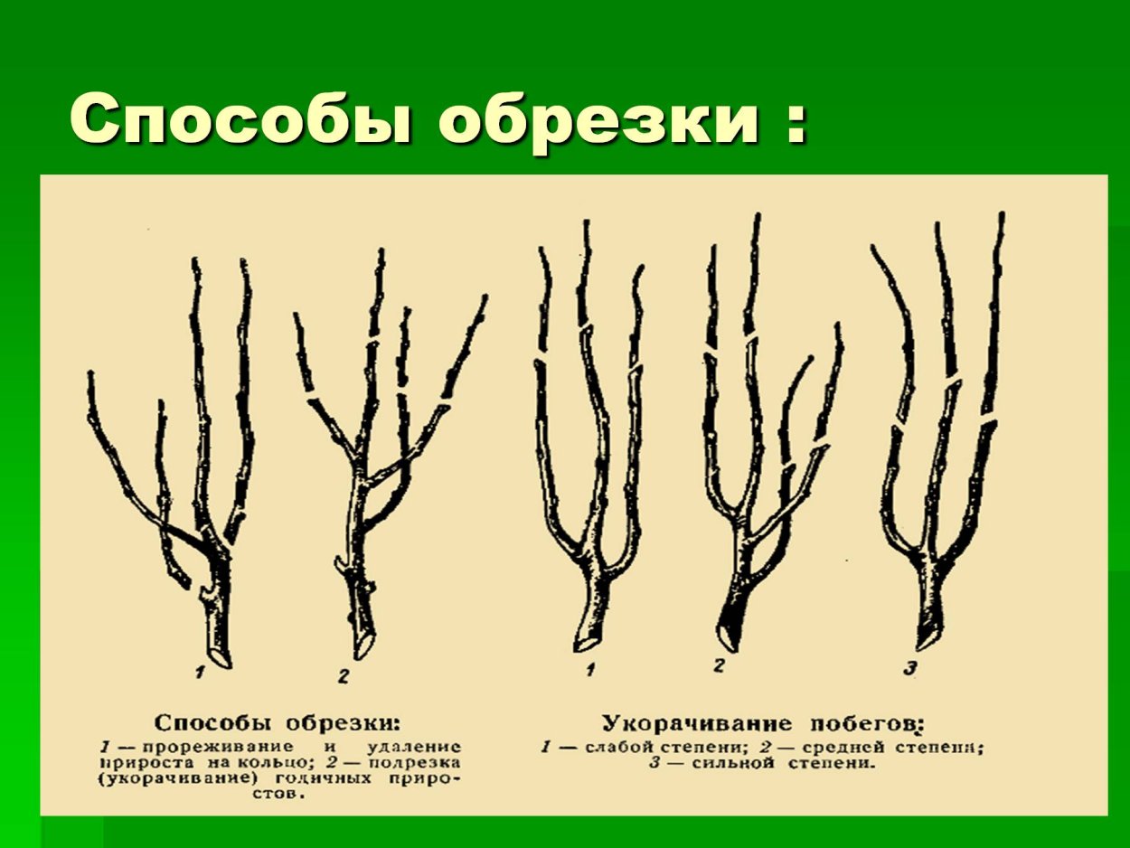 Схема обрезки плодовых деревьев и кустарников