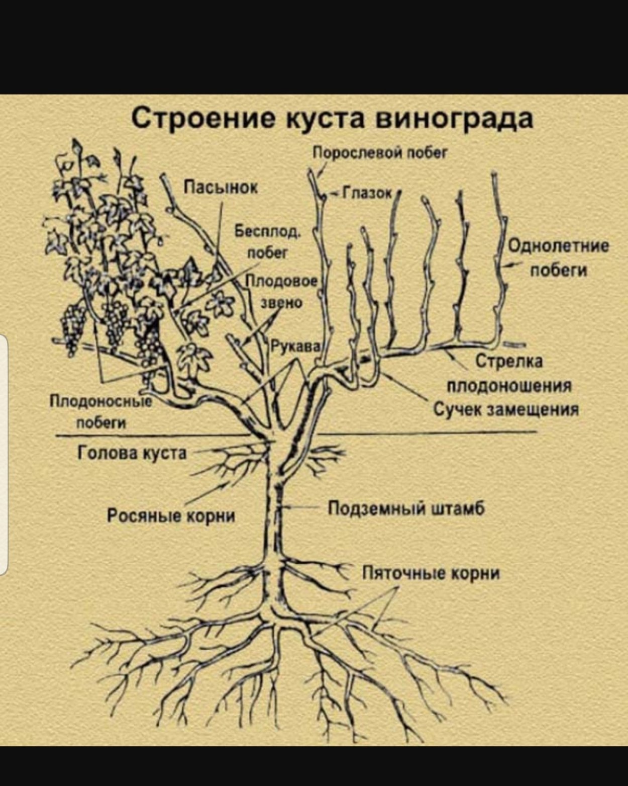 Строение лозы виноградного куста