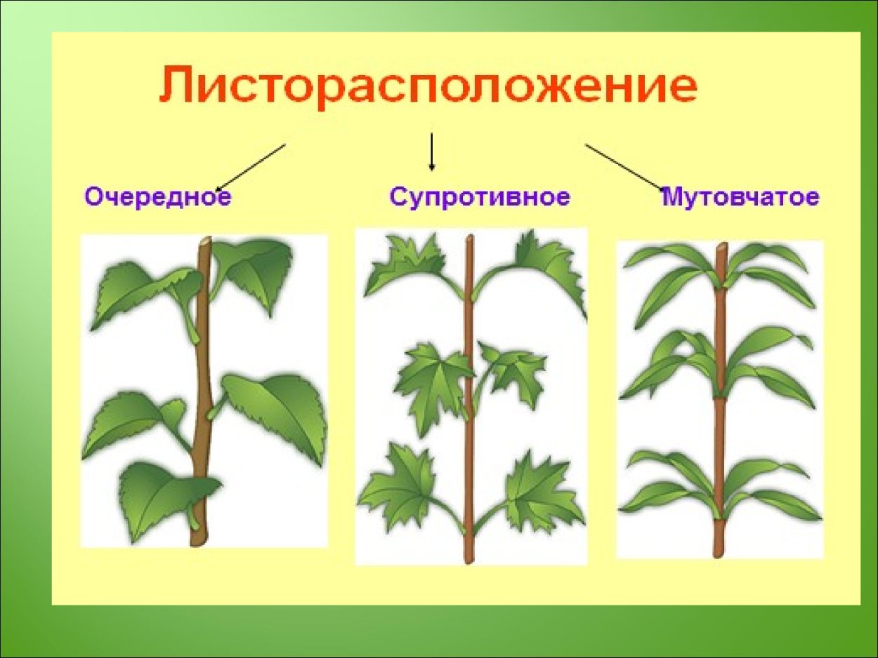 Расположение листьев очередное супротивное мутовчатое