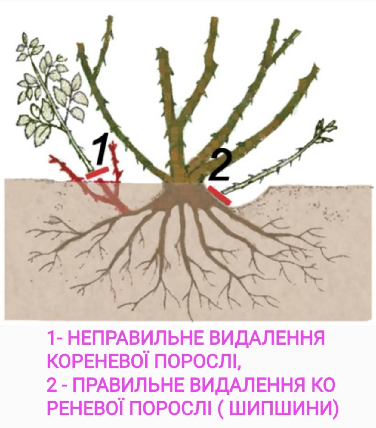 Дикая поросль у плетистой розы