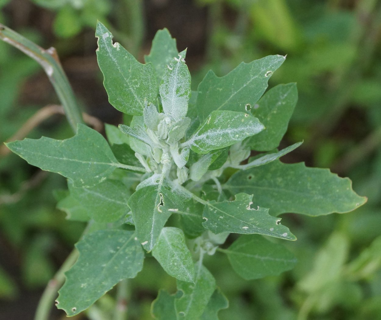 Лебеда Марь-белая растение