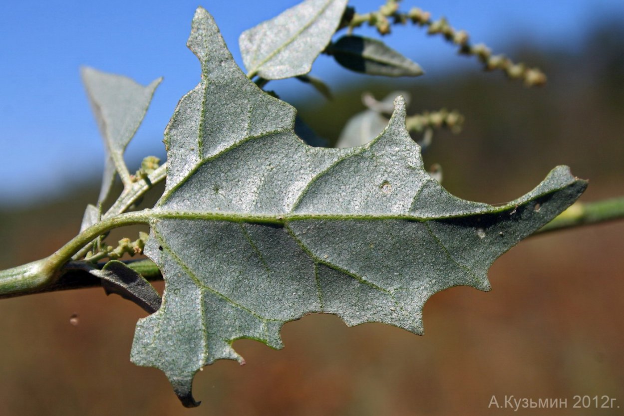 Atriplex sagittata