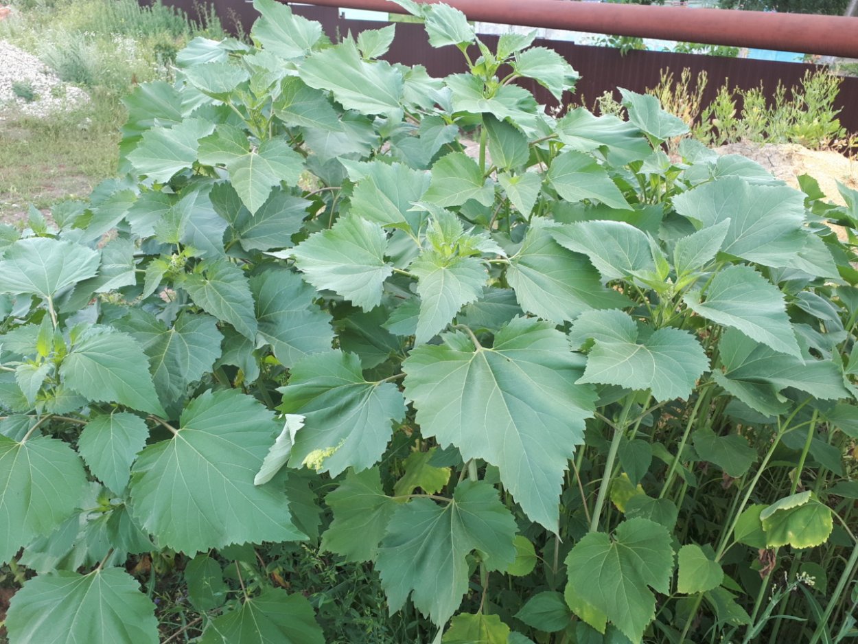 Канадская лебеда амброзия