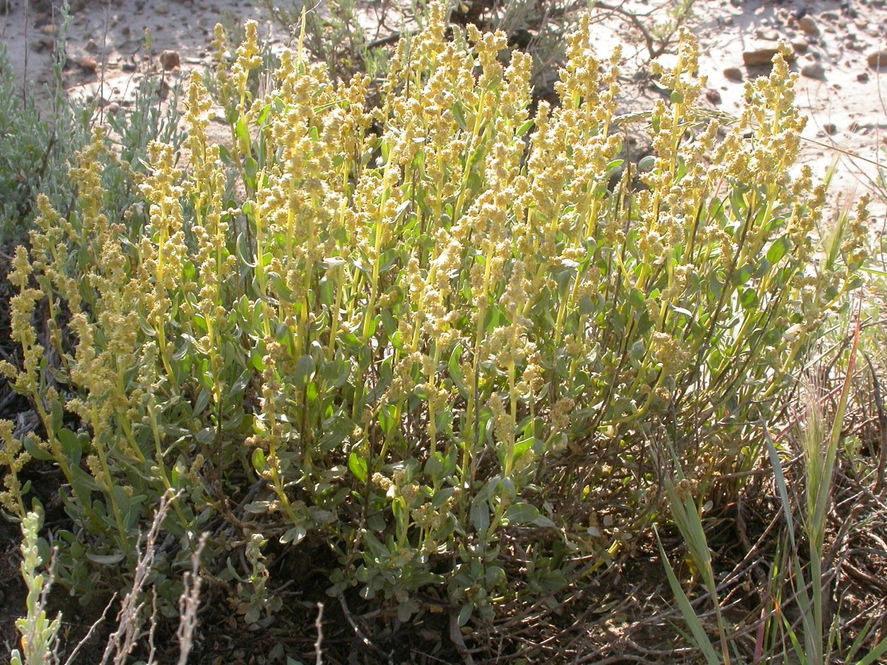 Крапива сорняк