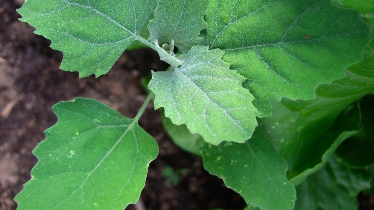 Лебеда съедобная