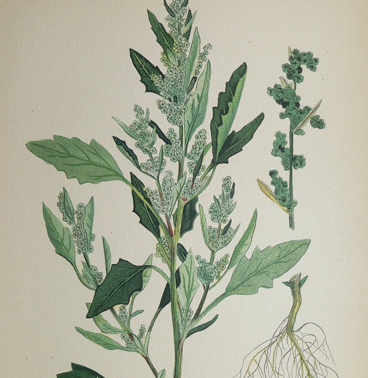 Chenopodium Anthelminticum