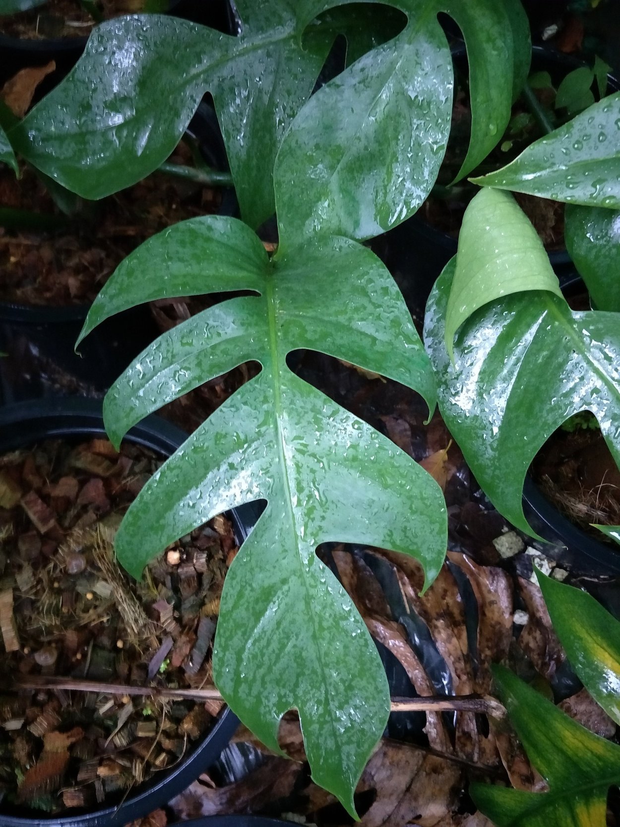 Сциндапсус Сильвер сатин