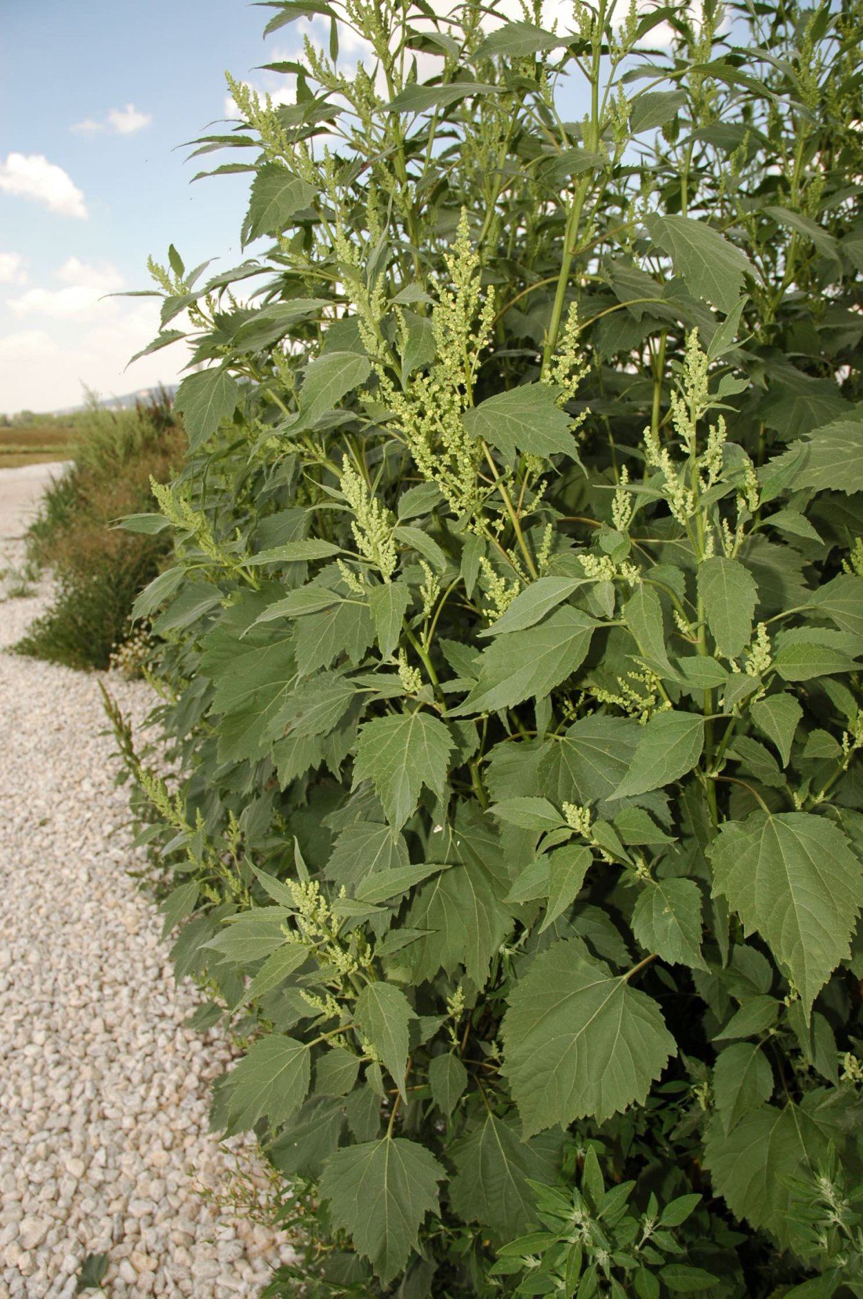 Cyclachaena xanthiifolia
