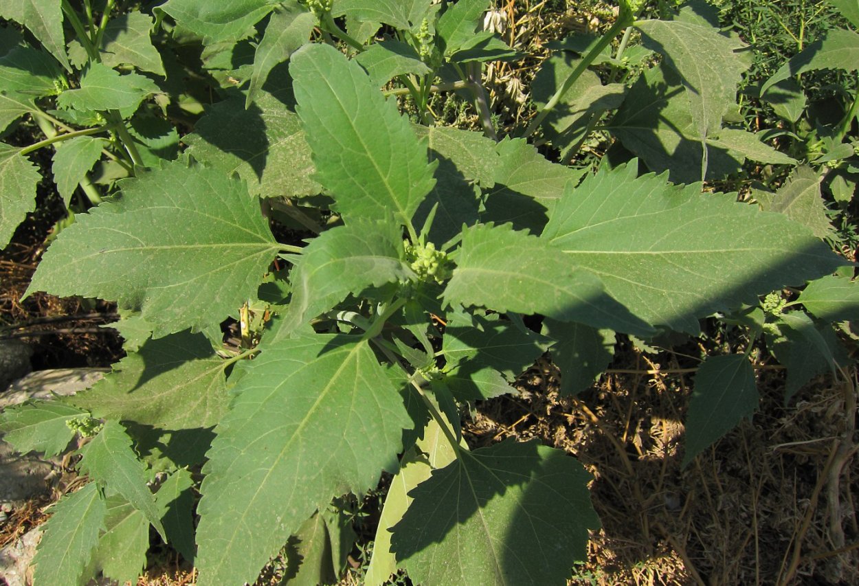 Chenopodium album l