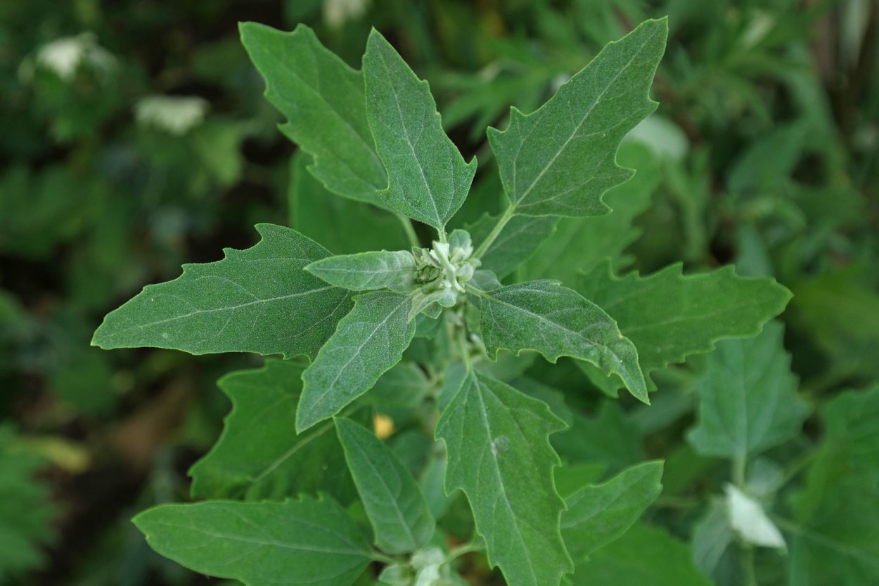 Марь белая (Chenopodium album)