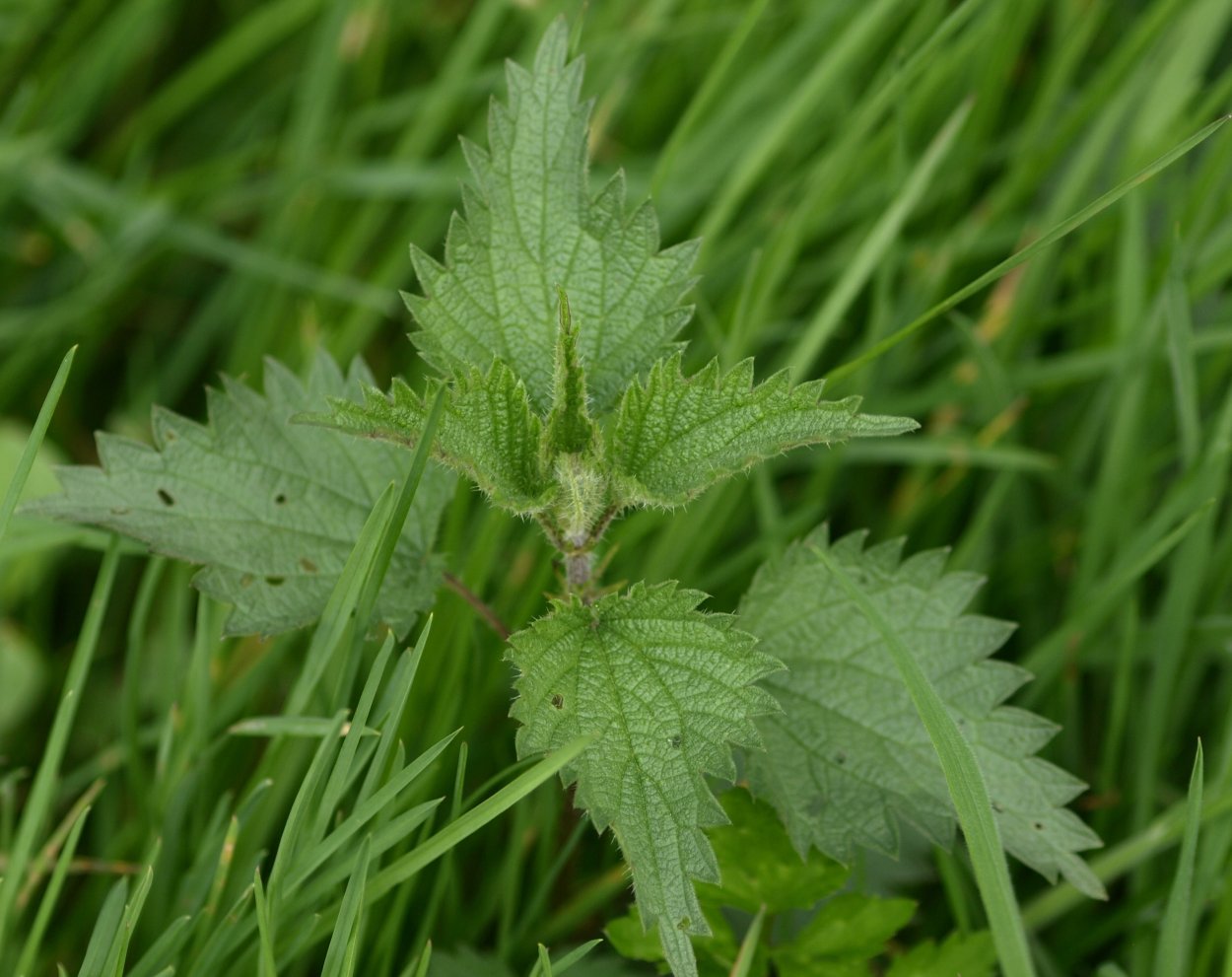 Амарант запрокинутый (Amaranthus retroflexus l.)