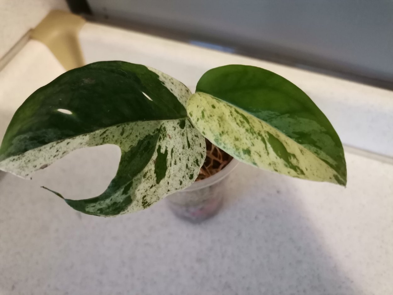 Эпипремнум Голден Лотос